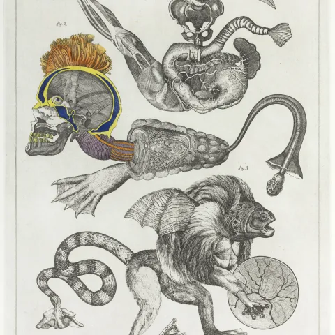 Jan Švankmajer, Přírodopis XI, 76x54cm, koláž,1973