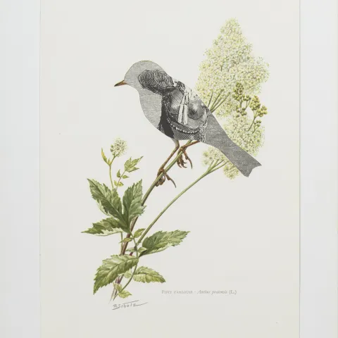 Jiří Kolář, Linduška luční, 26,7x18,6cm, proláž, 1980